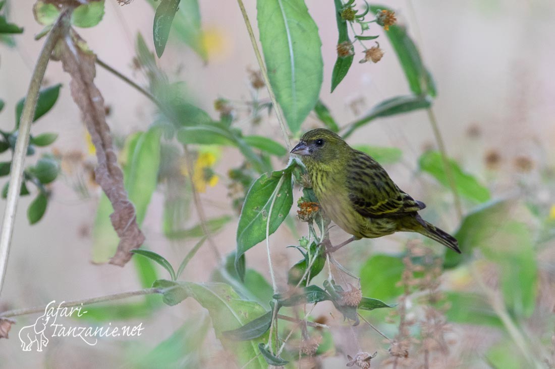 serin d abyssinie 0953