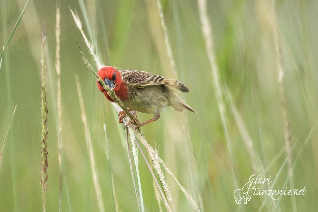 travailleur cardinal 5520