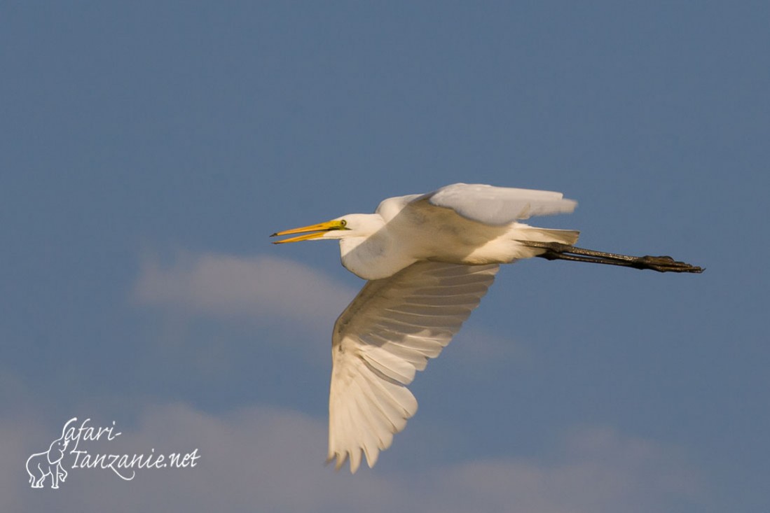 grande aigrette