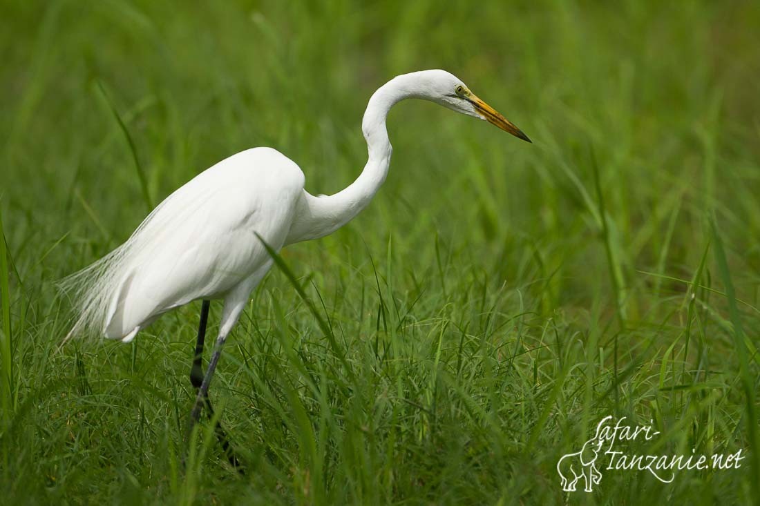 grande aigrette 8842