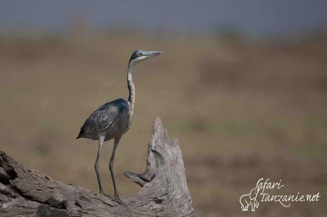 heron melanocephale 093440