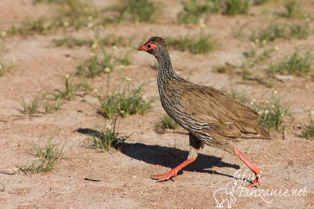 francolin a gorge rouge4731
