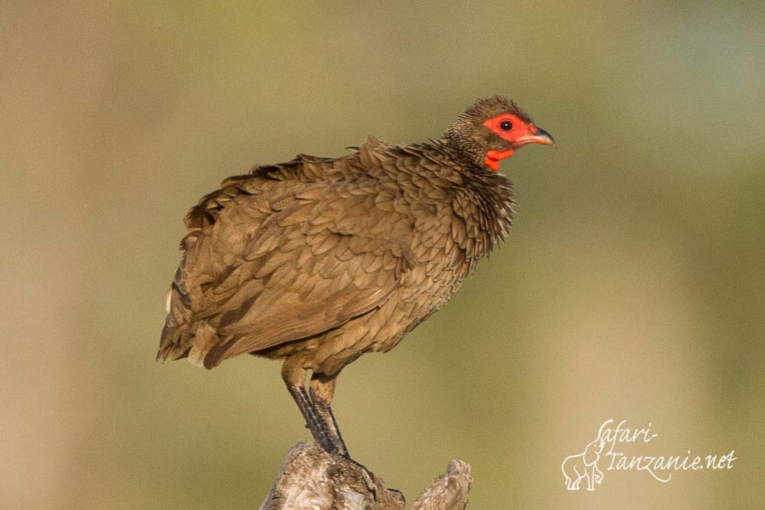 francolin de swainson 1805