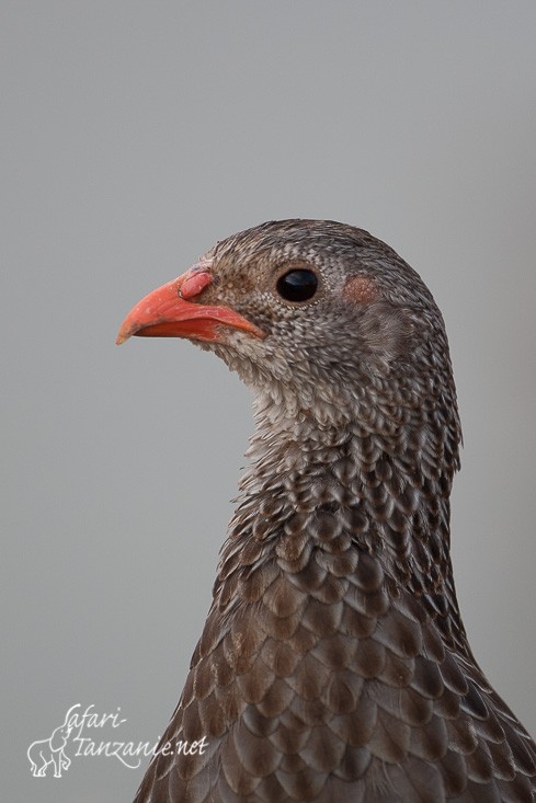 francolin ecaille 090100