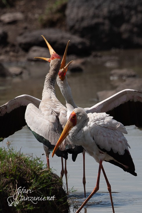 tantale ibis 091954