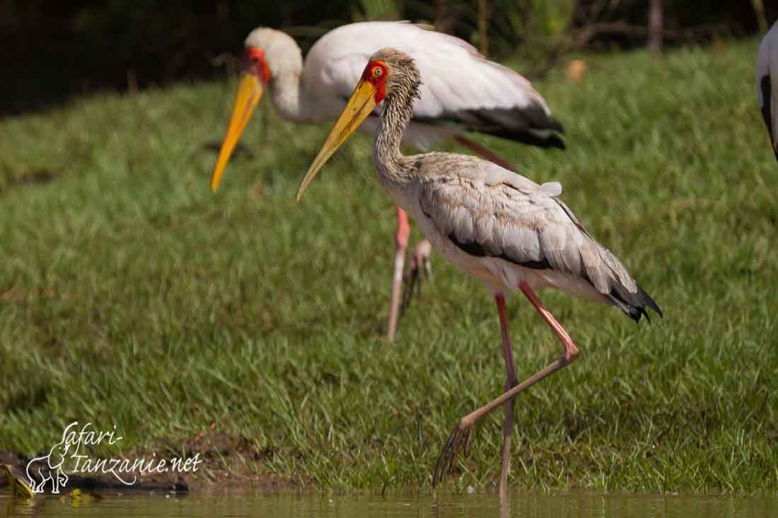 tantale ibis 2326