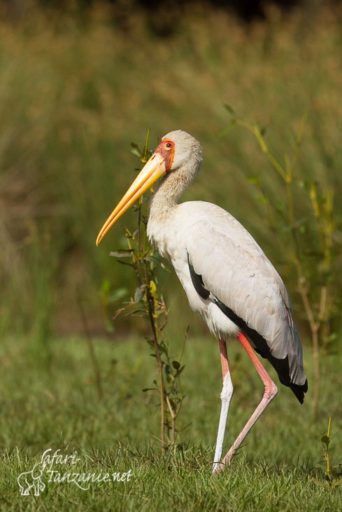 tantale ibis 9997