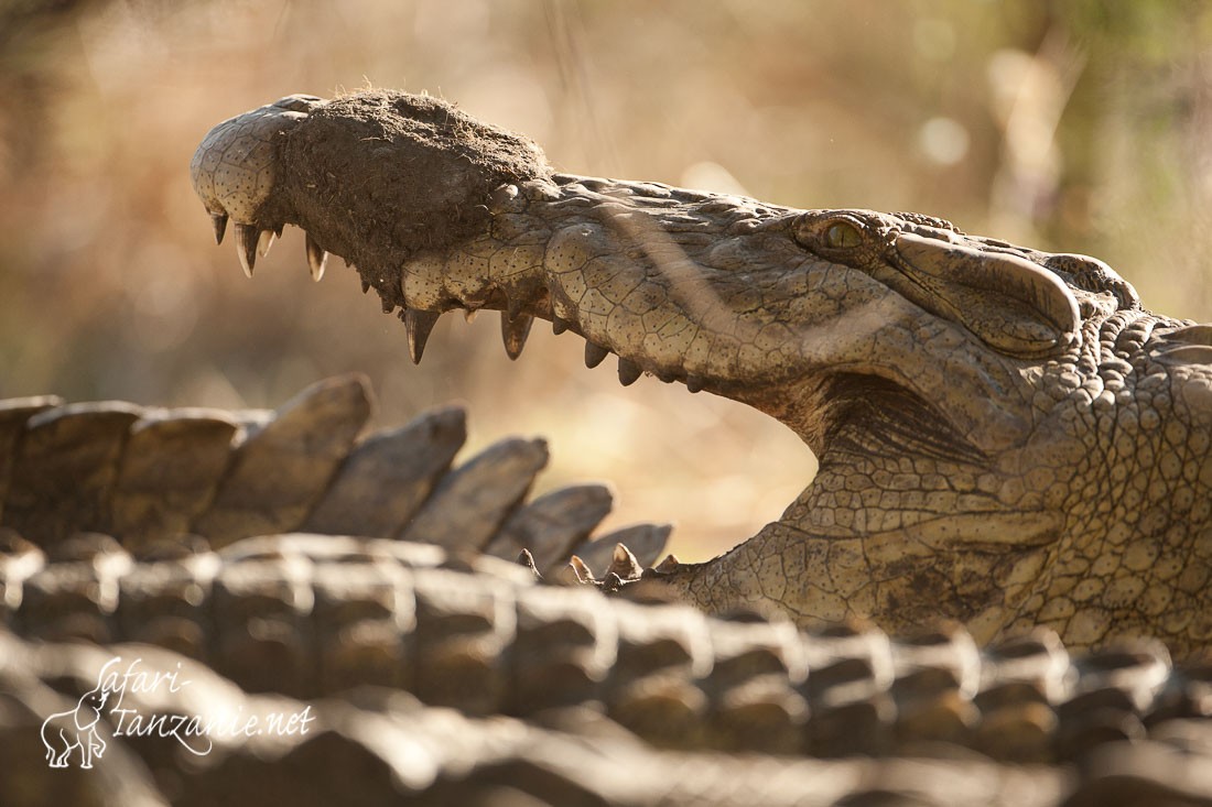crocodiles 105285