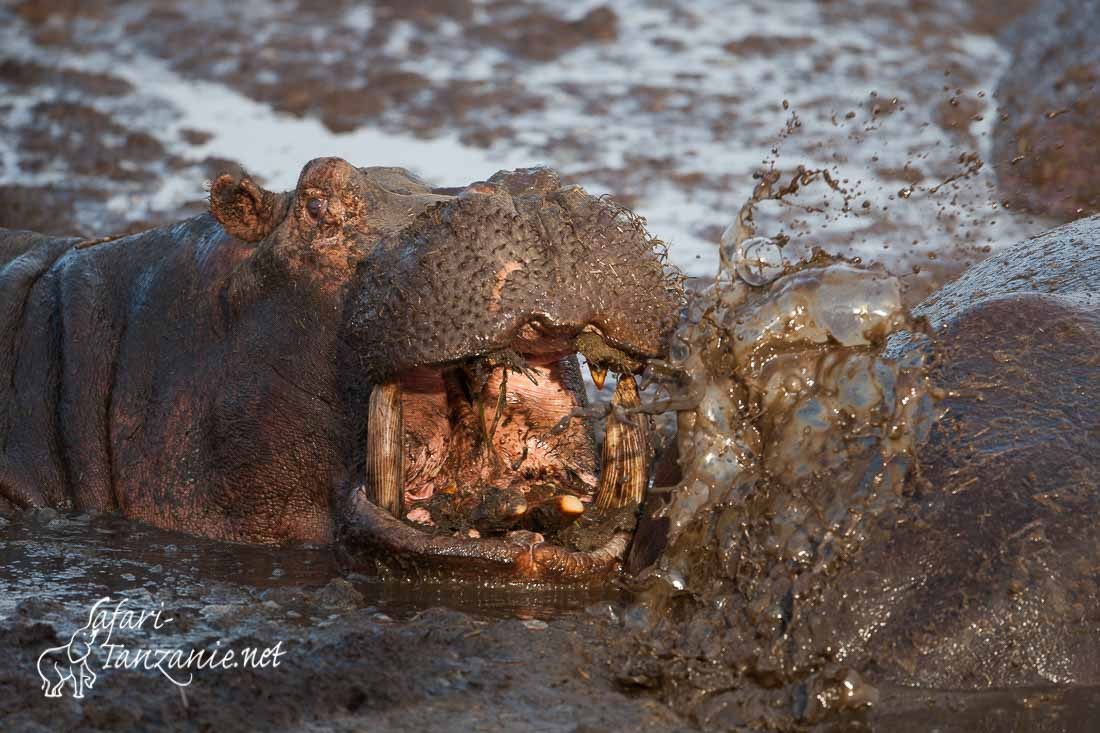 hippo boue 104419