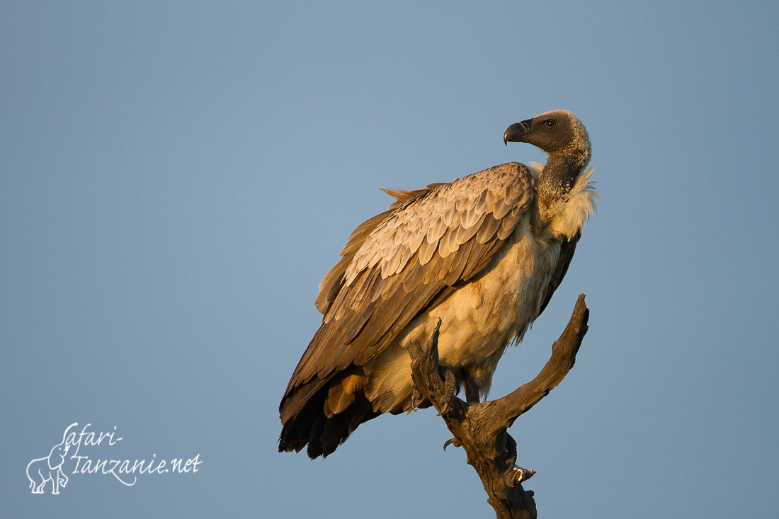 vautour africain 9286