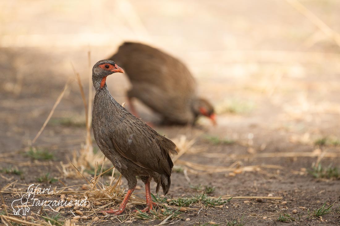 francolin a gorge rouge 105652