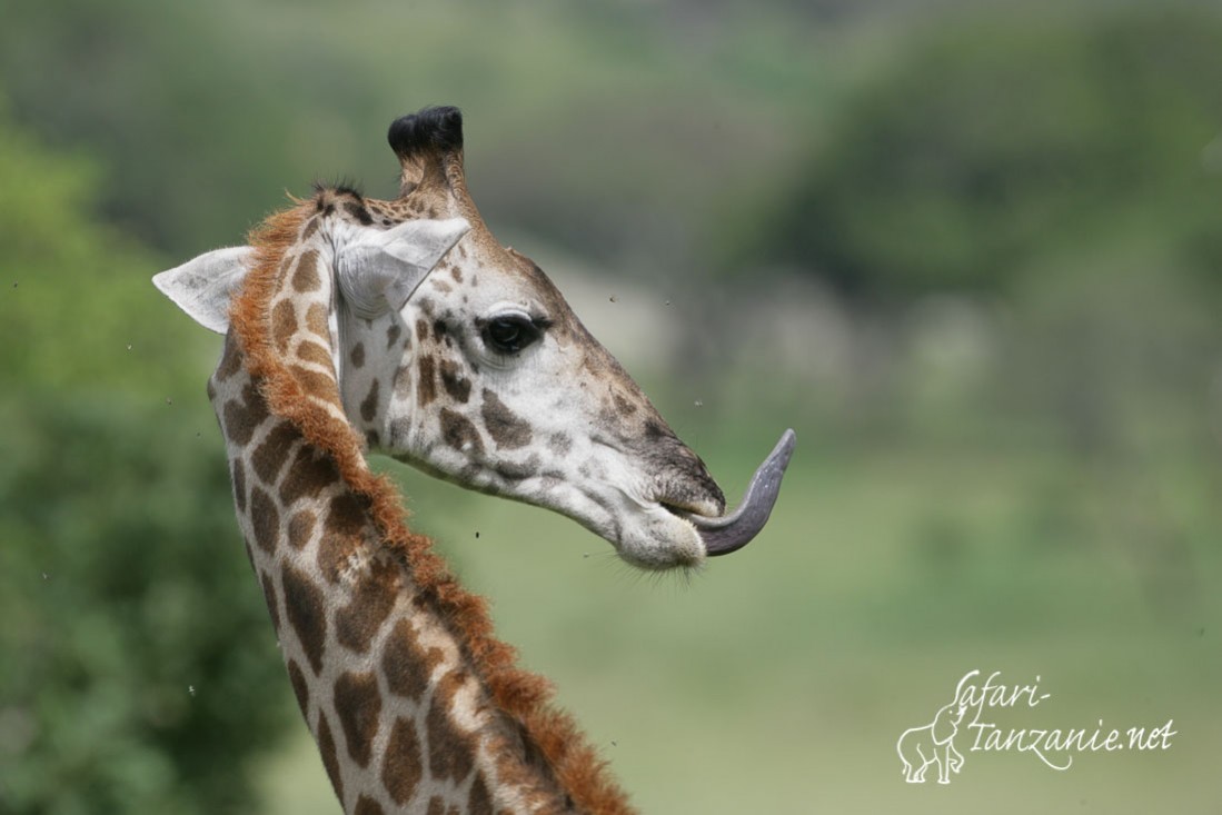 girafe 2145