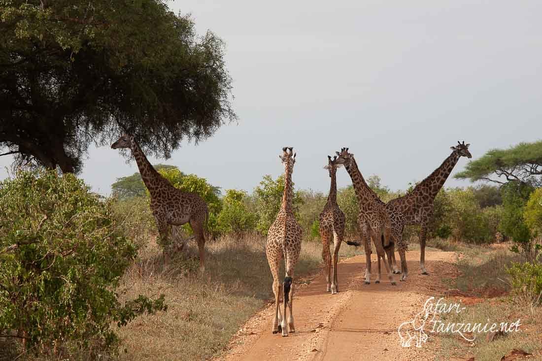 girafes 7266
