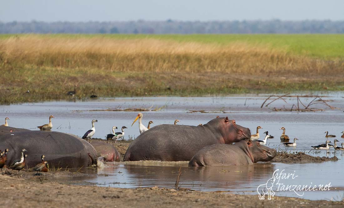 hippos lac katavi