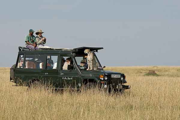 safari voiture guepard 8101